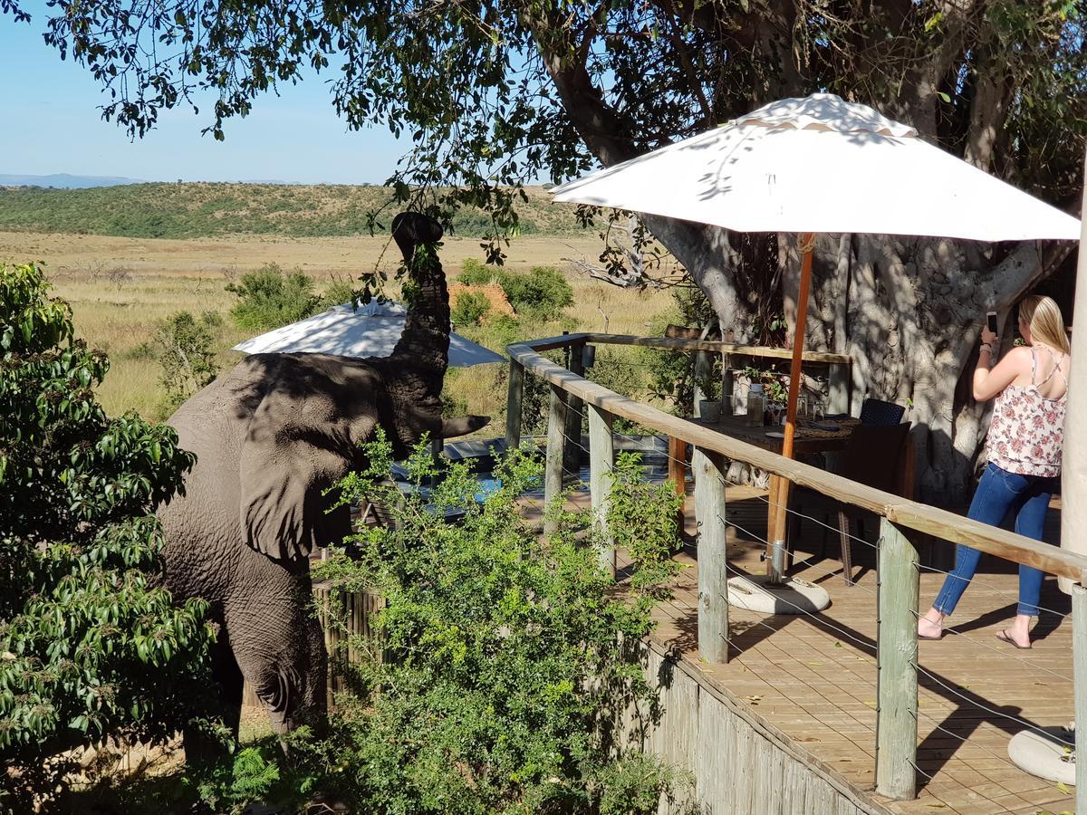 Nambiti Plains Lodge Ladysmith Exterior photo